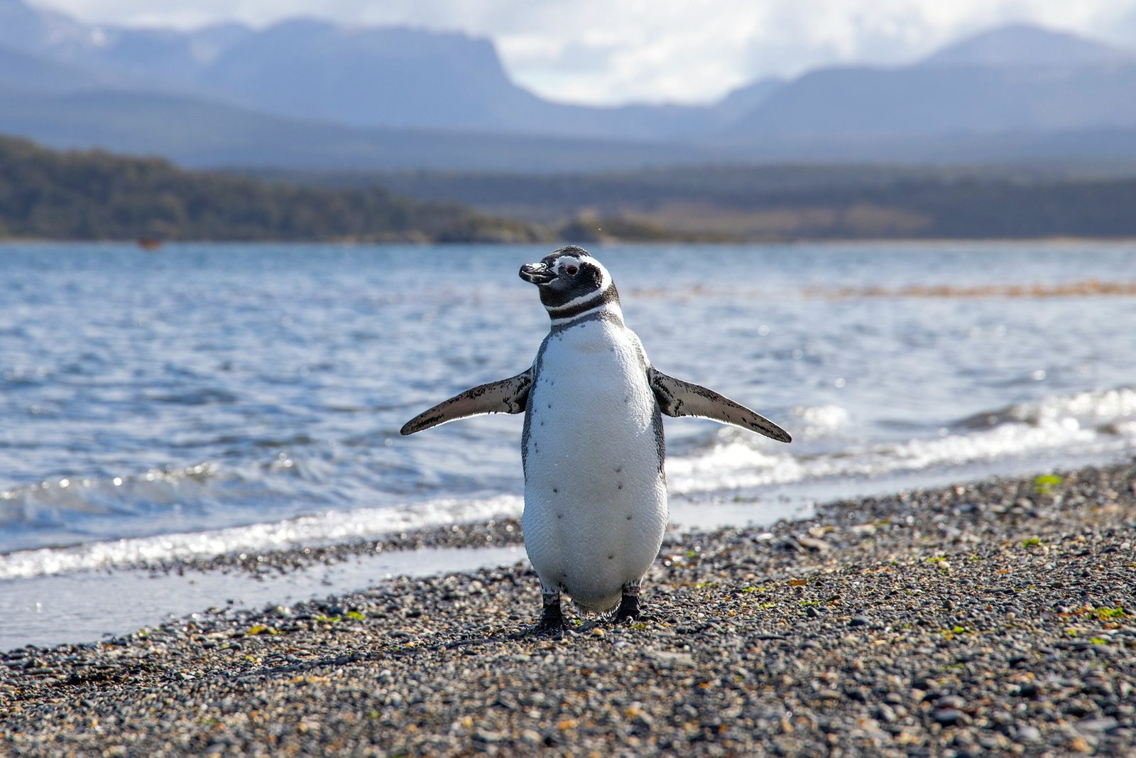Pingüinos en Isla Martillo