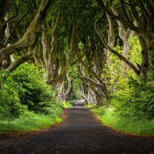 The Dark Hedges Camino a la Calzada del gigante Irlanda
