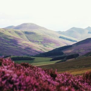 Vistas del Parque Nacional Wicklow con las flores de brezo